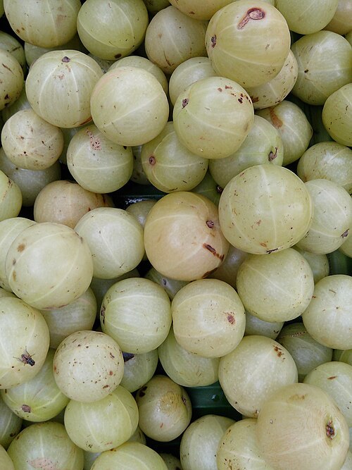 Amla (Phyllanthus emblica)