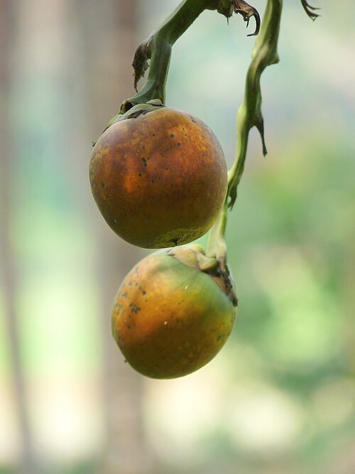 Areca Palm (Areca catechu)