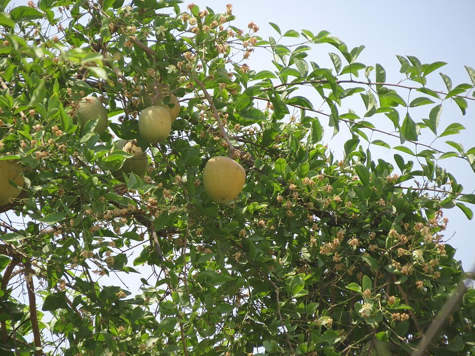 Bel (Bael) (Aegle marmelos)