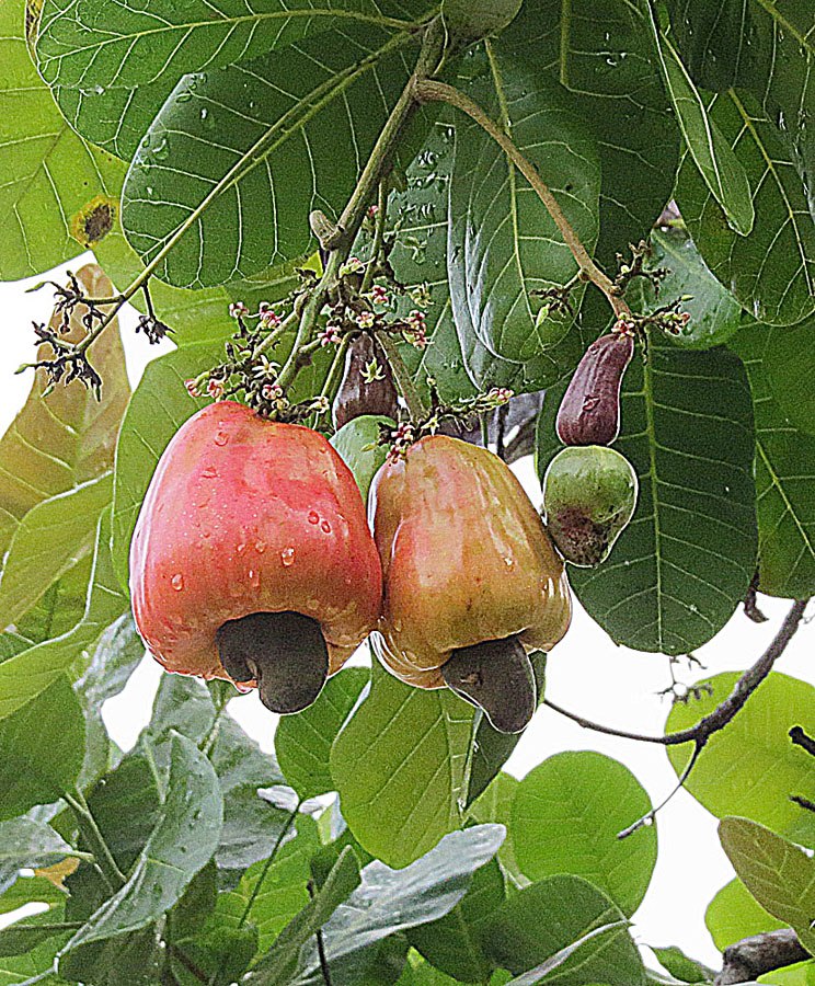 Cashew (Anacardium occidentale)