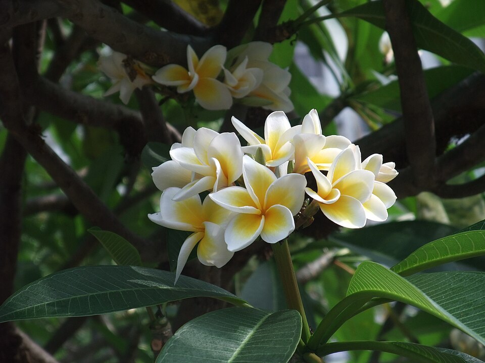 Champa (Plumeria rubra)
