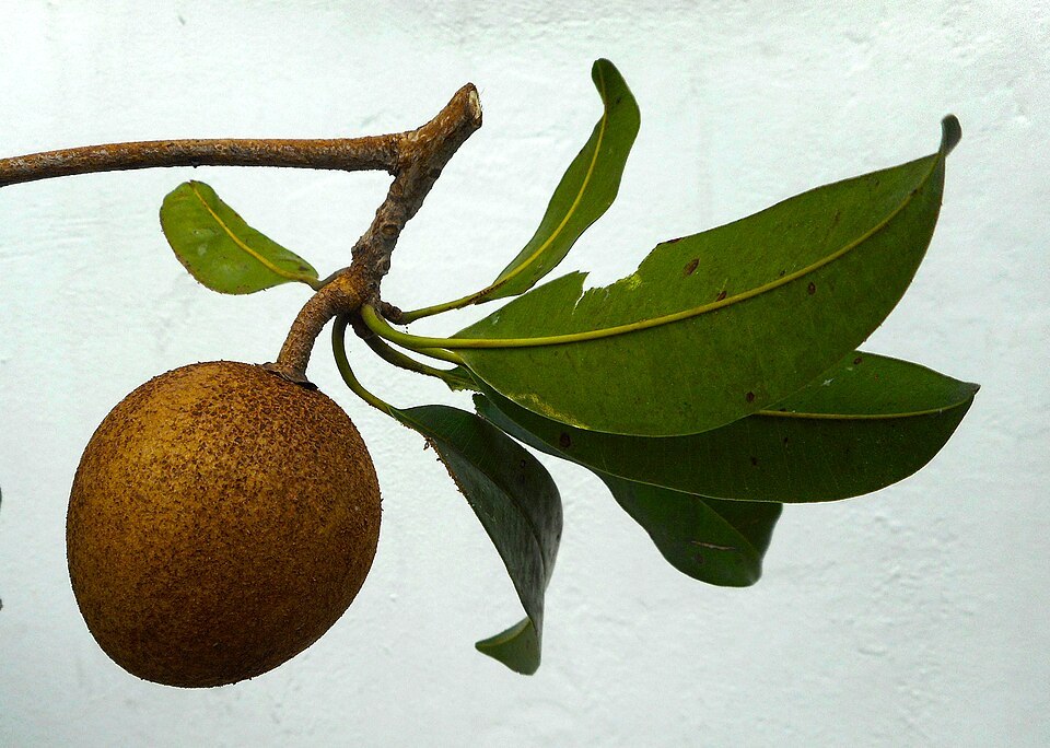 Chikoo (Manilkara zapota)