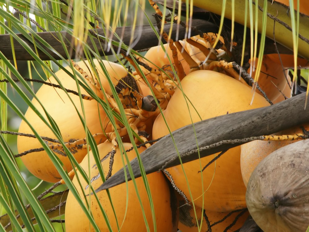 Coconut (Cocos nucifera)