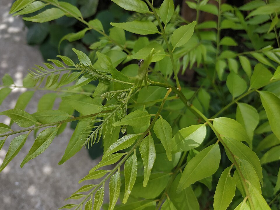 Curry Leaf (Murraya koenigii)