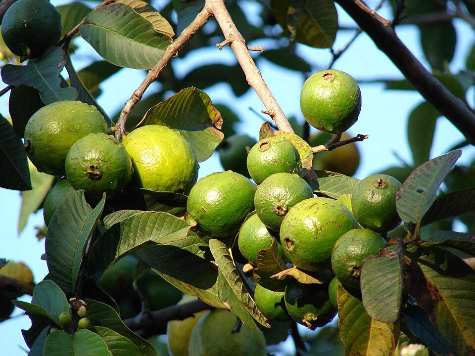 Guava (Psidium guajava)