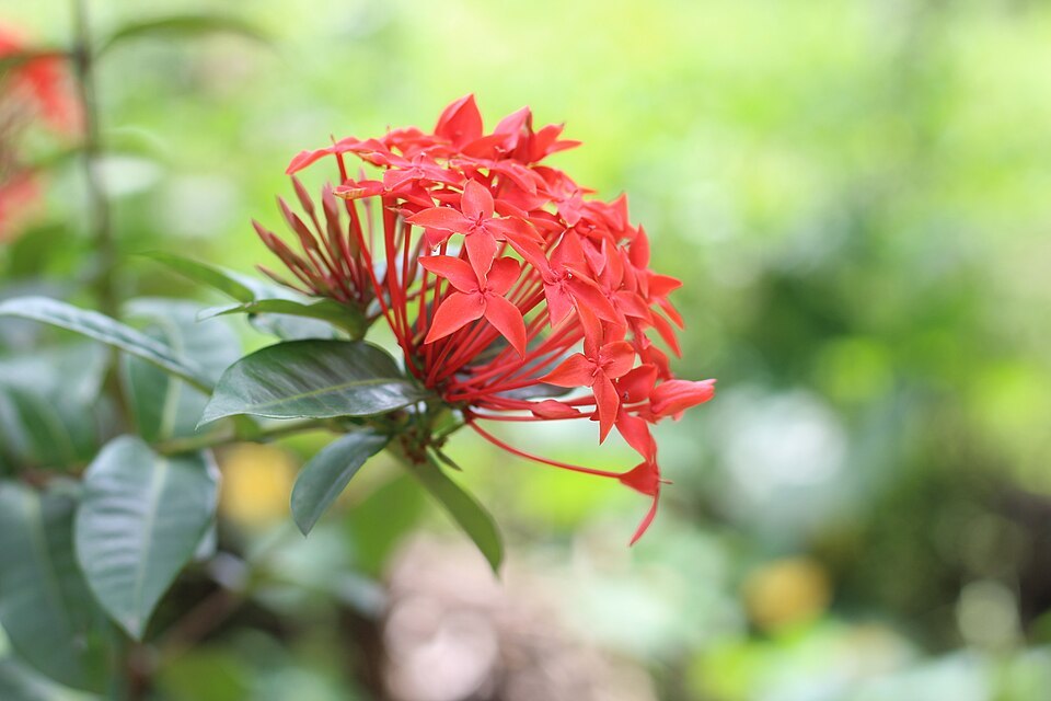 Ixora (Ixora coccinea)