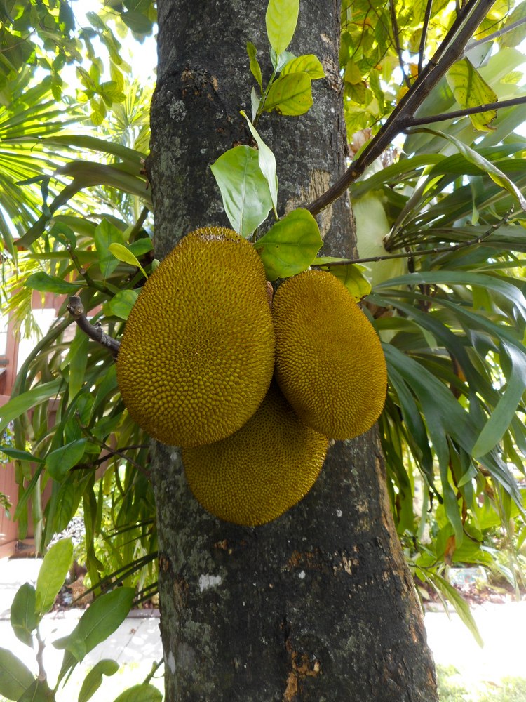 Jackfruit (Artocarpus heterophyllus)