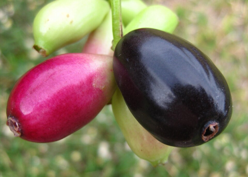 Jamun (Syzygium cumini)