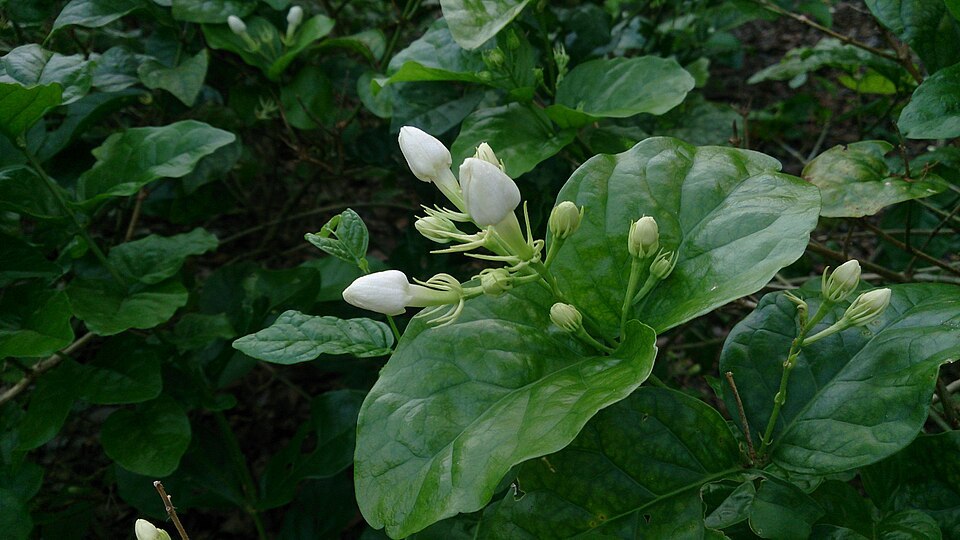 Jasmine (Jasminum sambac)