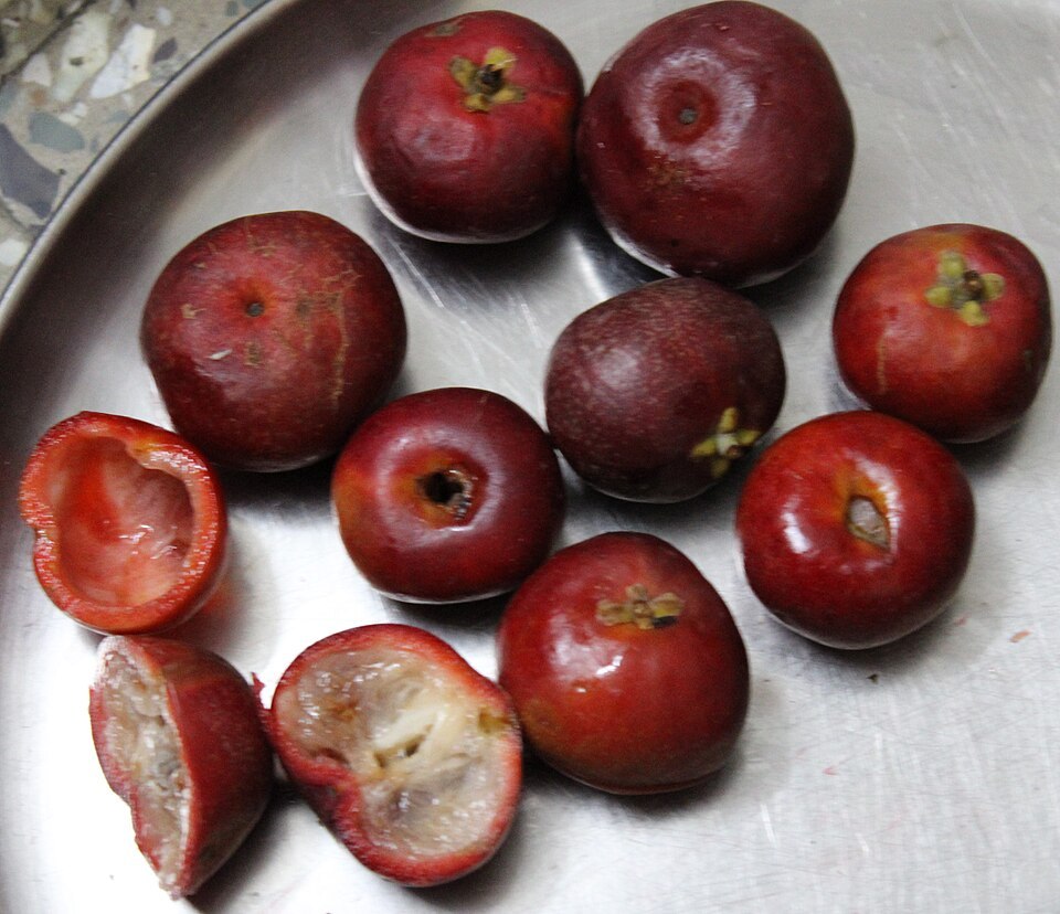 Kokum (Garcinia indica)