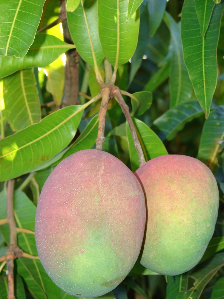 Mango (Mangifera indica)