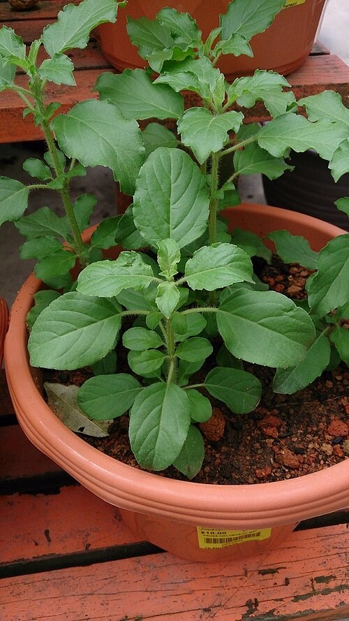 Tulsi (Ocimum tenuiflorum)